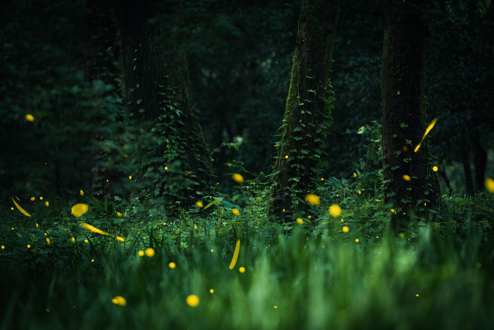 Lovepik_com-501777116-summer-night-fireflies